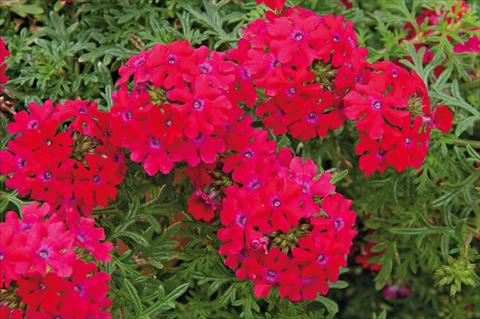foto van een variëteit aan bloemen, te gebruiken als: Potplant, patioplant, korfplant Verbena Veralena™ Rouge