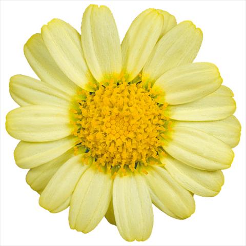 foto van een variëteit aan bloemen, te gebruiken als: Pot - en perkplant Argyranthemum Molimba® m yellow