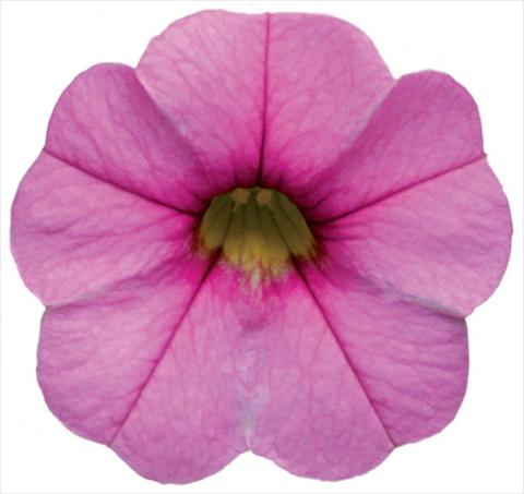 foto van een variëteit aan bloemen, te gebruiken als: Potplant, patioplant, korfplant Calibrachoa Callie® Pink with Dark Eye