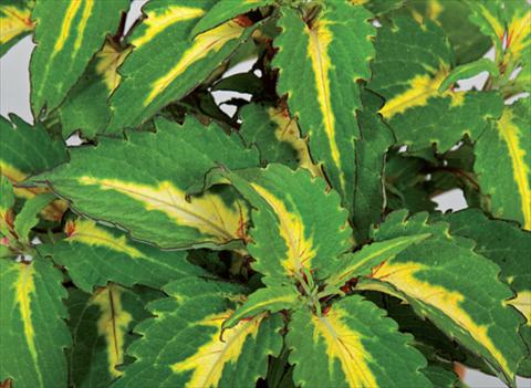 foto van een variëteit aan bloemen, te gebruiken als: Pot - en perkplant Coleus hybrida Mosaik Amazon Green