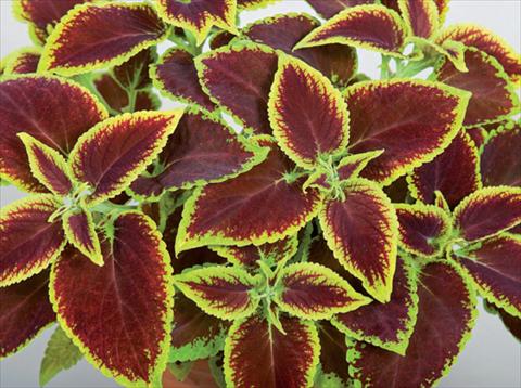 foto van een variëteit aan bloemen, te gebruiken als: Pot - en perkplant Coleus hybrida Mosaik Burgundy Velvet