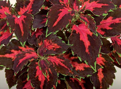 foto van een variëteit aan bloemen, te gebruiken als: Pot - en perkplant Coleus hybrida Mosaik Lava Red