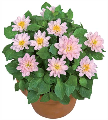 foto van een variëteit aan bloemen, te gebruiken als: Pot - en perkplant Dahlia x hybrida Dahlini™ Light Pink White