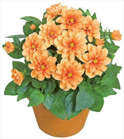 foto van een variëteit aan bloemen, te gebruiken als: Pot - en perkplant Dahlia x hybrida Dahlini™ Orange