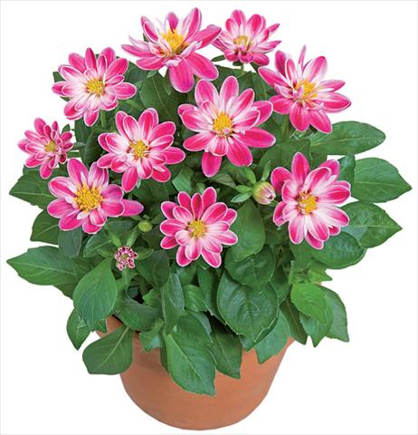 foto van een variëteit aan bloemen, te gebruiken als: Pot - en perkplant Dahlia x hybrida Dahlini™ Rose Bicolor
