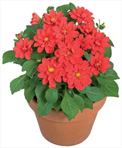 foto van een variëteit aan bloemen, te gebruiken als: Pot - en perkplant Dahlia x hybrida Dahlini™ Scarlet
