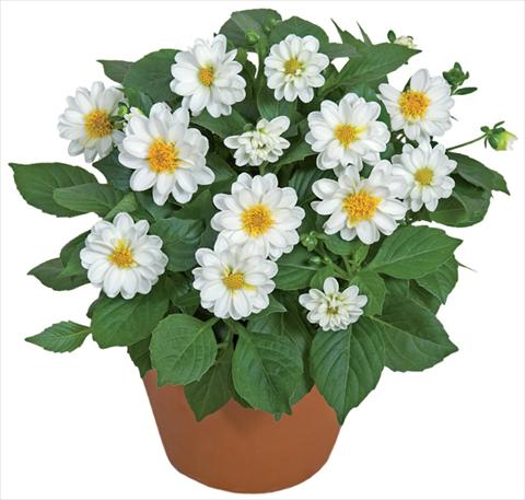 foto van een variëteit aan bloemen, te gebruiken als: Pot - en perkplant Dahlia x hybrida Dahlini™ White