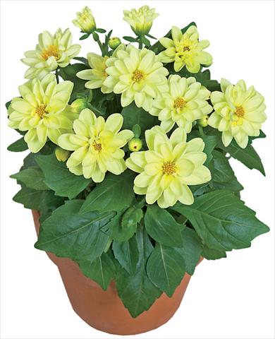 foto van een variëteit aan bloemen, te gebruiken als: Pot - en perkplant Dahlia x hybrida Dahlini™ Yellow