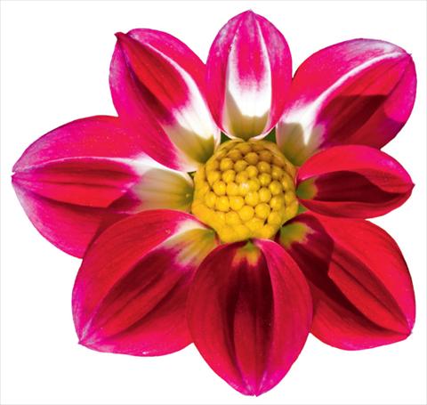 foto van een variëteit aan bloemen, te gebruiken als: Pot - en perkplant Dahlia x hybrida Goldalia Rose Bicolor