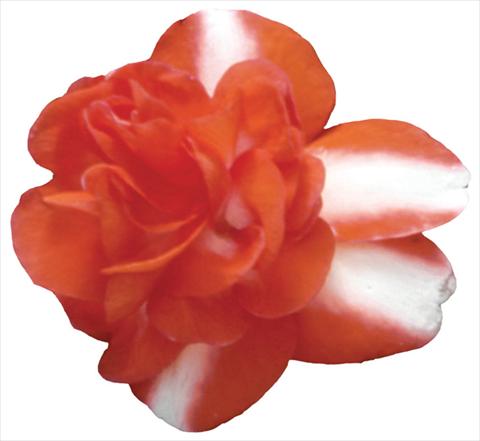 foto van een variëteit aan bloemen, te gebruiken als: Pot - en perkplant Impatiens walleriana Shilouette Orange Star Improved