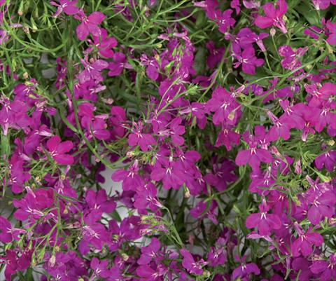 foto van een variëteit aan bloemen, te gebruiken als: Potplant, patioplant, korfplant Lobelia Laguna® Trailing Violet