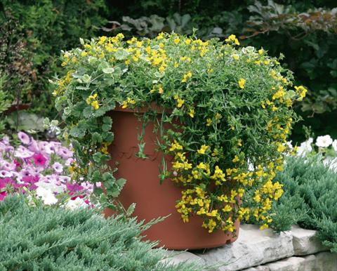 foto van een variëteit aan bloemen, te gebruiken als: Potplant, patioplant, korfplant Monopsis Monoco® Yellow Improved