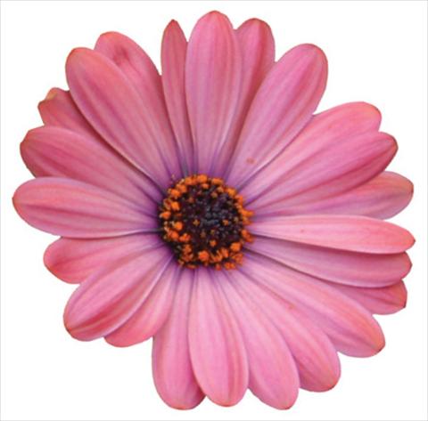 foto van een variëteit aan bloemen, te gebruiken als: Pot - en perkplant Osteospermum Tradewinds® Terracotta Improved