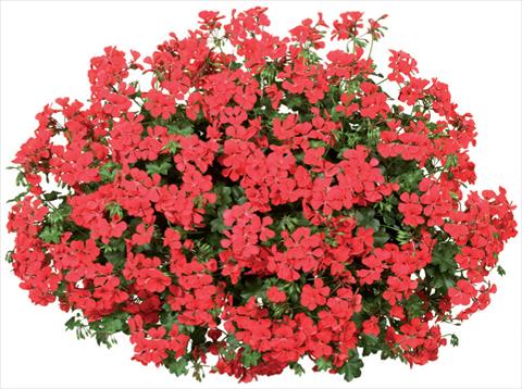 foto van een variëteit aan bloemen, te gebruiken als: Potplant, patioplant, korfplant Pelargonium peltatum Blizzard Fire Improved