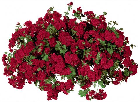 foto van een variëteit aan bloemen, te gebruiken als: Potplant, patioplant, korfplant Pelargonium peltatum Temprano Dark Red Improved
