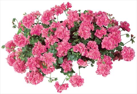 foto van een variëteit aan bloemen, te gebruiken als: Potplant, patioplant, korfplant Pelargonium peltatum Temprano Pink Improved