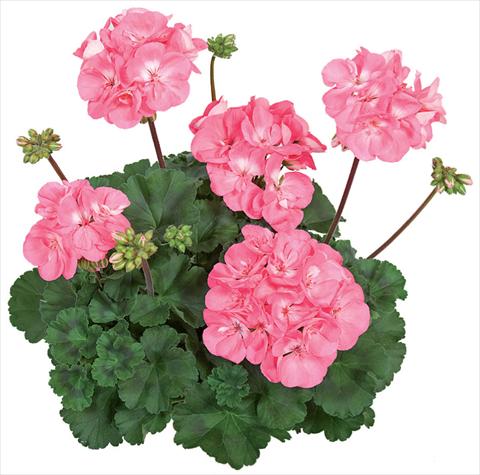 foto van een variëteit aan bloemen, te gebruiken als: Patioplant, potplant Pelargonium zonale Tango® Candy Rose