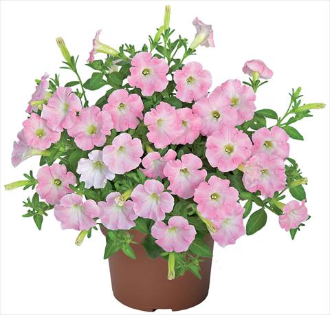 foto van een variëteit aan bloemen, te gebruiken als: Potplant, patioplant, korfplant Petunia x hybrida Sanguna® Mini Light Pink