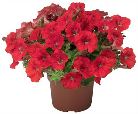 foto van een variëteit aan bloemen, te gebruiken als: Potplant, patioplant, korfplant Petunia x hybrida Sanguna® Mini Red