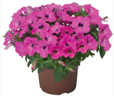 foto van een variëteit aan bloemen, te gebruiken als: Potplant, patioplant, korfplant Petunia x hybrida Sanguna® Mini Rose Dark Throat
