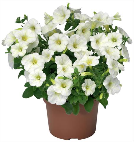 foto van een variëteit aan bloemen, te gebruiken als: Potplant, patioplant, korfplant Petunia x hybrida Sanguna® Mini White