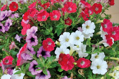 foto van een variëteit aan bloemen, te gebruiken als: Potplant, patioplant, korfplant 3 Combo Trio Musicale Blues Trio