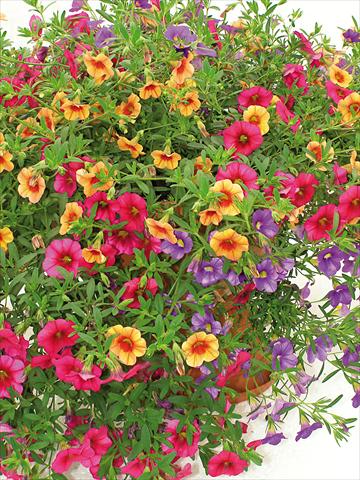 foto van een variëteit aan bloemen, te gebruiken als: Potplant, patioplant, korfplant 3 Combo Trio Musicale Classic Trio