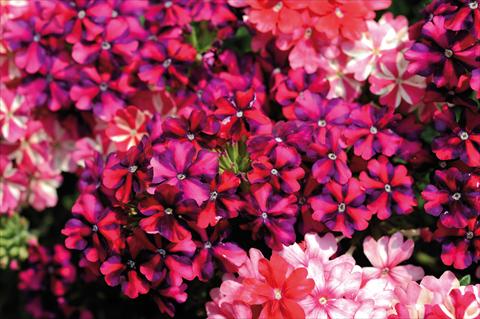 foto van een variëteit aan bloemen, te gebruiken als: Potplant, patioplant, korfplant 3 Combo Trio Musicale Country Trio