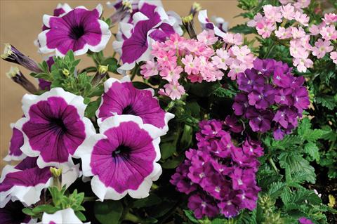 foto van een variëteit aan bloemen, te gebruiken als: Potplant, patioplant, korfplant 3 Combo Trio Musicale Gospel Trio