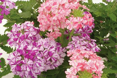 foto van een variëteit aan bloemen, te gebruiken als: Potplant, patioplant, korfplant 3 Combo Trio Musicale Pop Trio