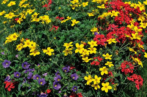 foto van een variëteit aan bloemen, te gebruiken als: Potplant, patioplant, korfplant 3 Combo Trio Musicale Rock Trio