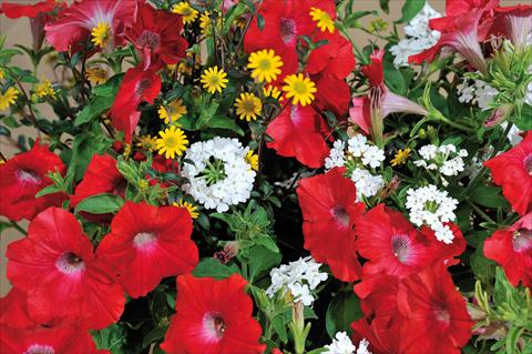foto van een variëteit aan bloemen, te gebruiken als: Potplant, patioplant, korfplant 3 Combo Trio Musicale Soul Trio