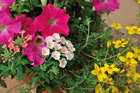 foto van een variëteit aan bloemen, te gebruiken als: Potplant, patioplant, korfplant 3 Combo Trio Musicale Swing Trio