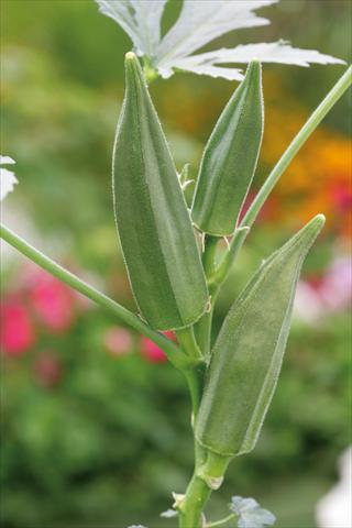 foto van een variëteit aan bloemen, te gebruiken als: Pot - en perkplant Abelmoschus esculentus Okra Green Fingers
