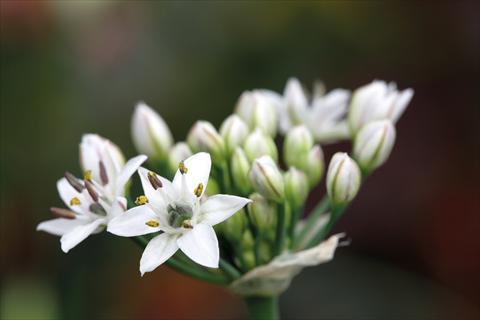 foto van een variëteit aan bloemen, te gebruiken als: Pot - en perkplant Allium sibiricum Chive Gigantic