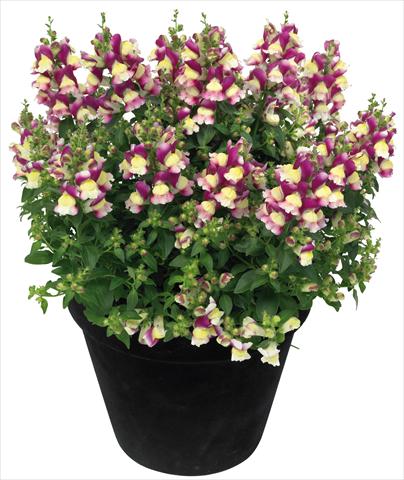 foto van een variëteit aan bloemen, te gebruiken als: Pot - en perkplant Antirrhinum majus Florini® Diana Amour®