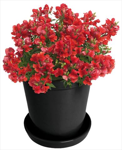 foto van een variëteit aan bloemen, te gebruiken als: Pot - en perkplant Antirrhinum majus Florini® Diana Bright Red®