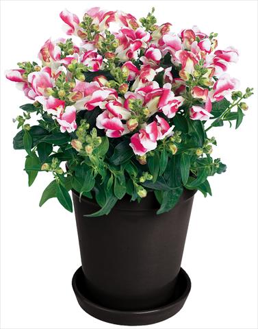 foto van een variëteit aan bloemen, te gebruiken als: Pot - en perkplant Antirrhinum majus Florini® Diana Duo Pink®