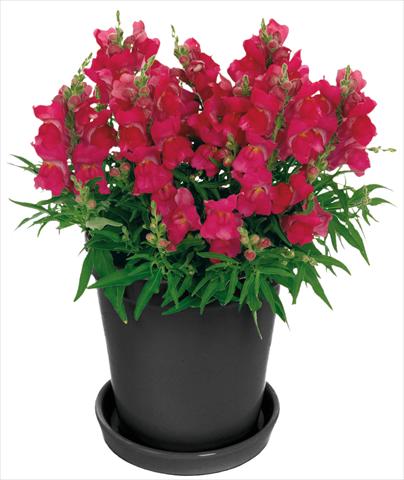 foto van een variëteit aan bloemen, te gebruiken als: Pot - en perkplant Antirrhinum majus Florini® Diana Hot Pink®