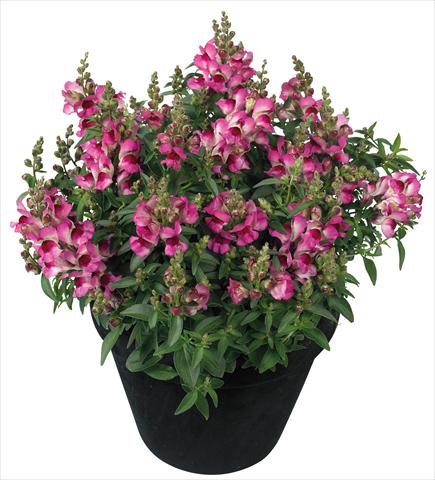 foto van een variëteit aan bloemen, te gebruiken als: Pot - en perkplant Antirrhinum majus Florini® Diana Lilac®