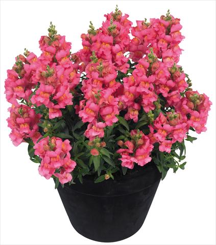 foto van een variëteit aan bloemen, te gebruiken als: Pot - en perkplant Antirrhinum majus Florini® Diana Pink®