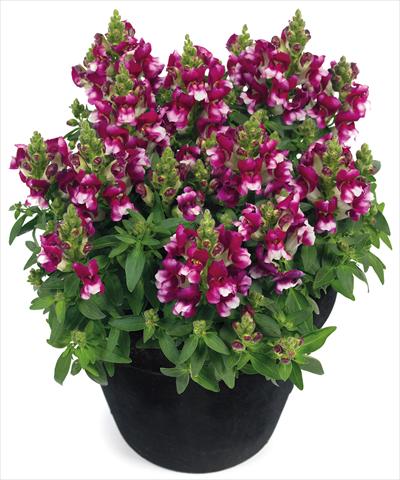 foto van een variëteit aan bloemen, te gebruiken als: Pot - en perkplant Antirrhinum majus Florini® Diana Purple White®