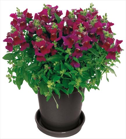 foto van een variëteit aan bloemen, te gebruiken als: Pot - en perkplant Antirrhinum majus Florini® Diana Purple®