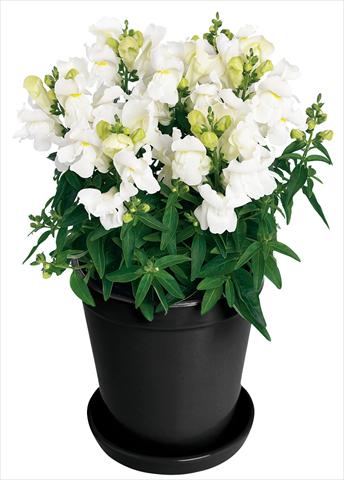 foto van een variëteit aan bloemen, te gebruiken als: Pot - en perkplant Antirrhinum majus Florini® Diana White®