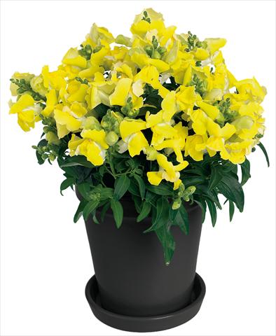 foto van een variëteit aan bloemen, te gebruiken als: Pot - en perkplant Antirrhinum majus Florini® Diana Yellow®