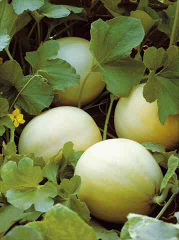 foto van een variëteit aan bloemen, te gebruiken als: Pot - en perkplant Cucumis melo (melone) Liscio F1