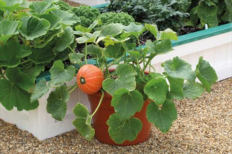 foto van een variëteit aan bloemen, te gebruiken als: Potplant, perkplant, patioplant Cucurbita maxima (zucca) Pumpkin Windsor