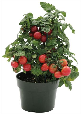 foto van een variëteit aan bloemen, te gebruiken als: Potplant, perkplant, patioplant Solanum lycopersicum (pomodoro) Sweet Neat Cherry Red