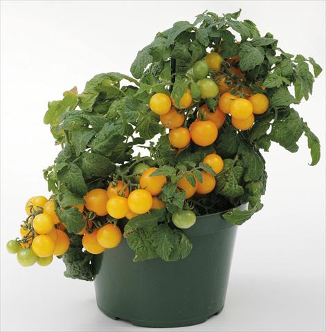 foto van een variëteit aan bloemen, te gebruiken als: Potplant, perkplant, patioplant Solanum lycopersicum (pomodoro) Sweet Neat Yellow