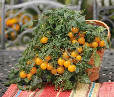foto van een variëteit aan bloemen, te gebruiken als: Potplant, perkplant, patioplant Solanum lycopersicum (pomodoro) Tumbling Junior Yellow